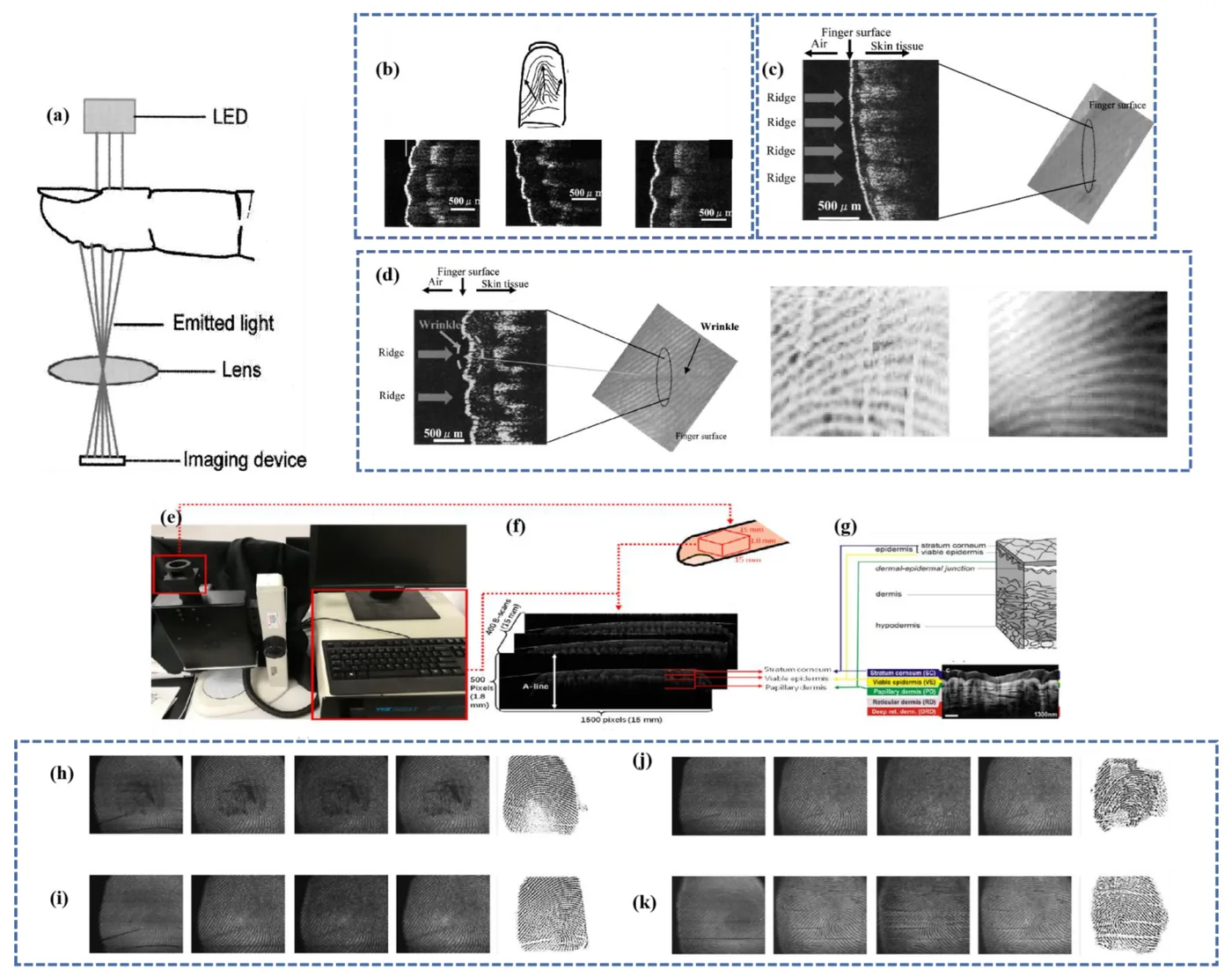 Finger cross-sections taken by optical coherence tomography together with fingerprint images. The air-skin boundary, a wrinkled finger and fingerprints at different depths are placed side by side